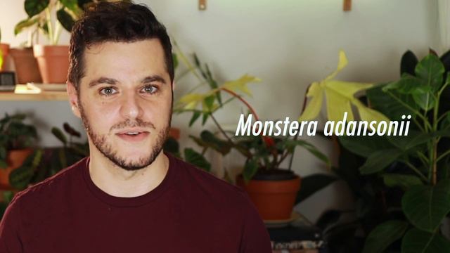 Nombres Científicos de las Plantas: 4 Cosas Que Es Útil Saber! смотреть онлайн