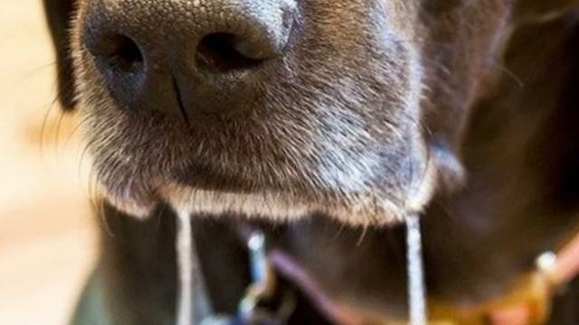 Как перевести щенка максимально комфортно в новый дом.Первая ночь на новом месте. смотреть онлайн