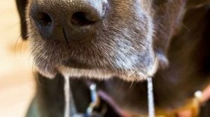 Как перевести щенка максимально комфортно в новый дом.Первая ночь на новом месте.