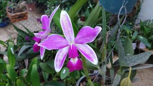 Floração de Orquídeas Linda Cattleya Violácea Semi Alba Estriata Verão x Rafaela x Self - Belíssima