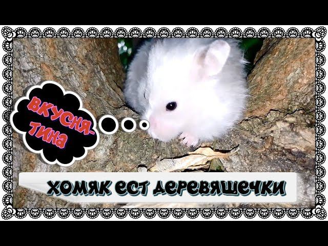ПУШИСТЫЙ СИДИТ НА ДЕРЕВЕ, ЕСТ ЛИСТЬЯ И ДЕРЕВЯШЕЧКИ.........................