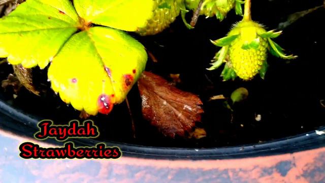 Something's Are Not Allowed In The Garden смотреть онлайн