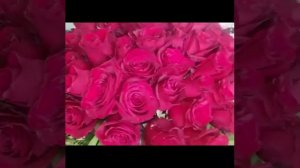 100 roses is a perfect gift in Miami by Excellent Florists