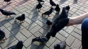 Голуби едят с руки