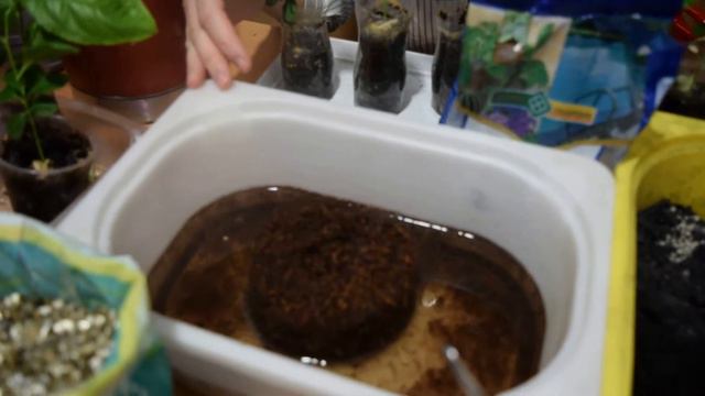 Пересаживаем лимон из косточки. Юные садоводы