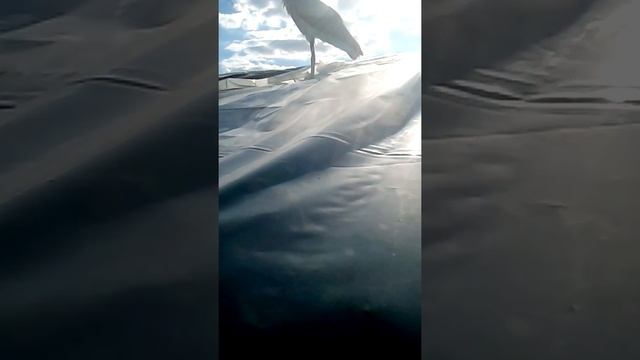 Видео,про,аистов,