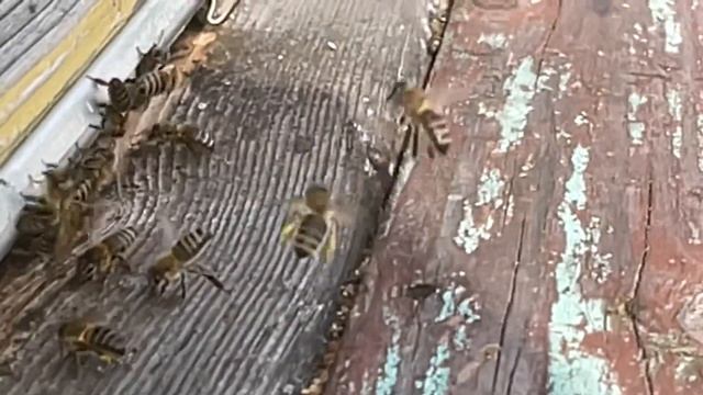 Пчёлы несут мёд и пыльцу с ветлы смотреть онлайн