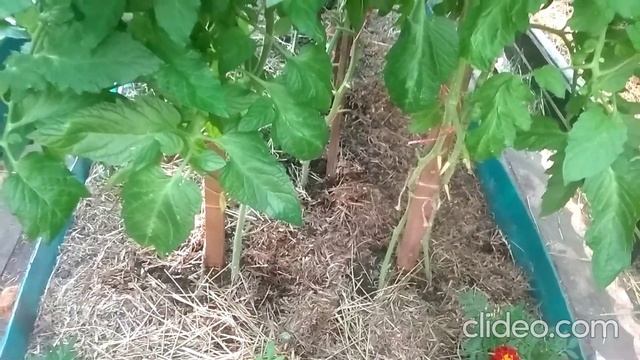 Неполноценные нижние кисти - в этом есть наша вина смотреть онлайн