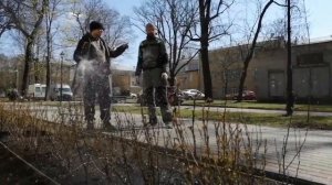 Посадка кизильника ПСПбГ медицинский университет им. И. П. Павлова 01.05.2020 года.