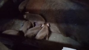 Поросята Дюрок на племя. краткий обзор - кто есть в продаже