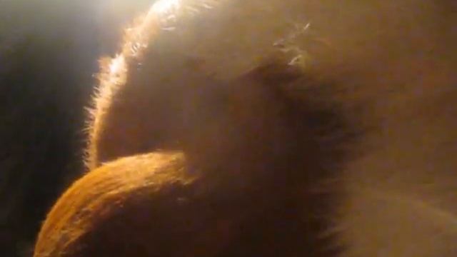 Связки коровы в обыденной жизни. смотреть онлайн