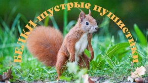 БЕЛКИ - шустрые пушистики. Красивая музыка.