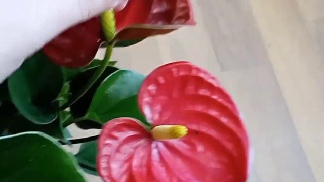 Антуріум (догляд в домашніх умовах) 2022р смотреть онлайн