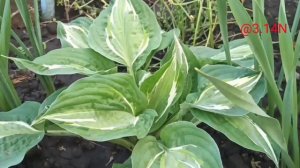 ☘️хоста Snake Eyes#petrnovar #запорожье #hostas #хосты #ретроспектива