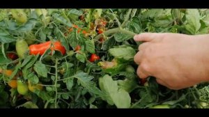 ?? ТОМАТЫ ИЗ СВОИХ ГИБРИДНЫХ СЕМЯН. МОЖНО ЛИ ВЫРАЩИВАТЬ? ПРОВОЖУ ЭКСПЕРИМЕНТ