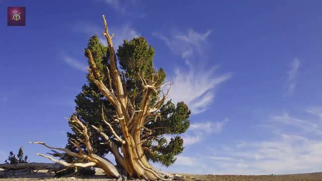 Ствол засохшего дерева смотреть онлайн