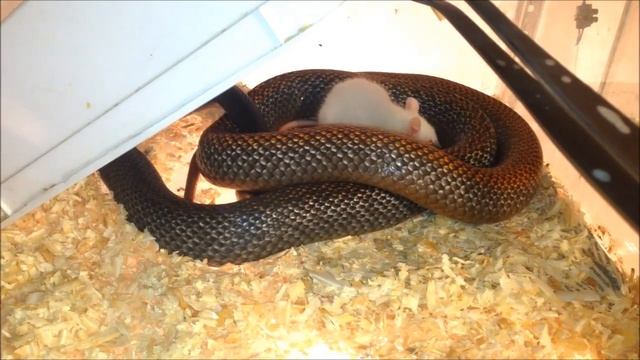 Мышь спит с крайне ядовитой змеей)) смотреть онлайн