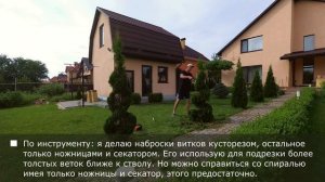 Спирали из туи Смарагд. Формировка и уход.