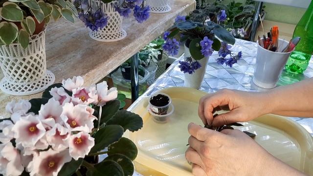 Спонтанная пестролистность у фиалки! Начинаю экспериментировать! смотреть онлайн