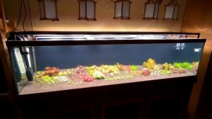 ч.2 Запуск аквариума в Голландском стиле.