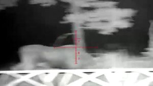 Лось глазами ночного прицела Pard 008 P lrf .