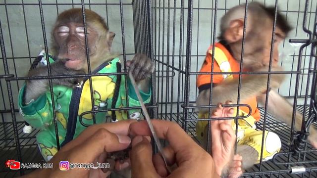 very cute monkey pho and bj when doing nail care смотреть онлайн