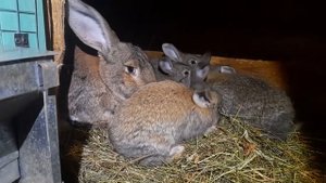 Кролики. Ризены на племя