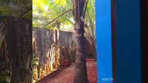 Отель Mordjim Coco Palms Индия, Гоа.