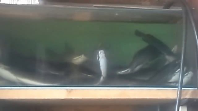 Клариевый сом смотреть онлайн