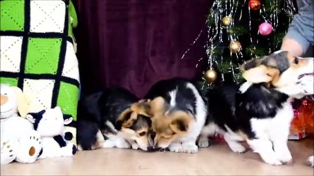 щенки вельш корги пемброк КОРЖИК и МИМИ 3 месяца 08122018 смотреть онлайн