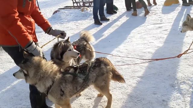 Катание на хаски