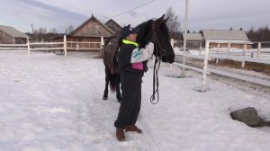 Учим лошадь опускать голову по команде.