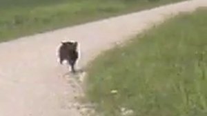 Бегущий кабан