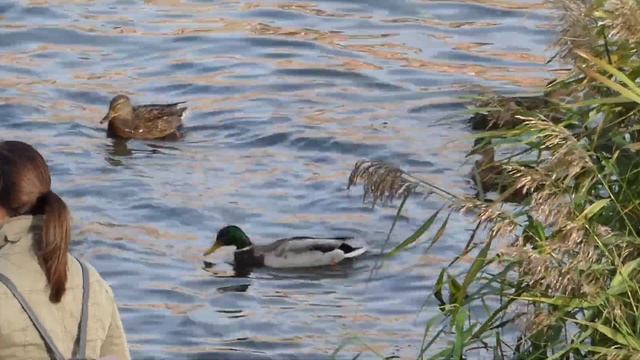 Panasonic Lumix DMC-TZ80 ??? (Full HD video, в режиме iA) смотреть онлайн