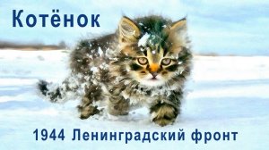 Котёнок. 1944. Ленинградский фронт
