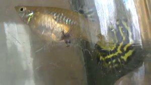 Гуппи рожает очень долго малька!