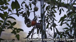 Помидор Синий Джоли. Красивейший томат. Постоянный житель теплиц ! #огород #сад #урожай