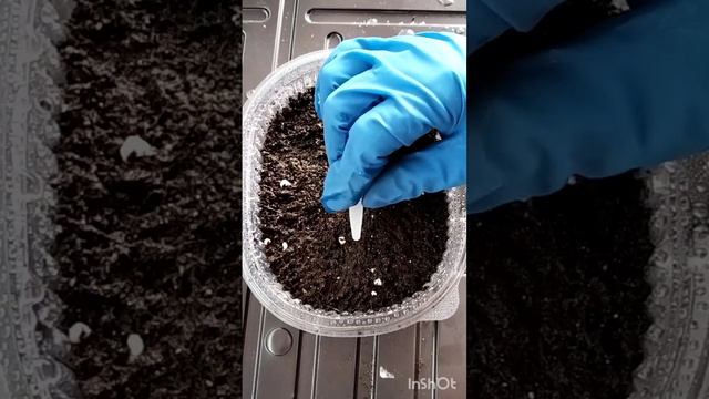 Посев петунии для черенкования смотреть онлайн