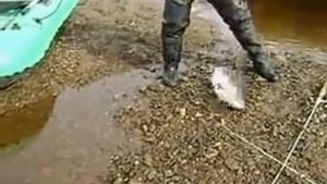 Кижуч на блесну на Сахалине