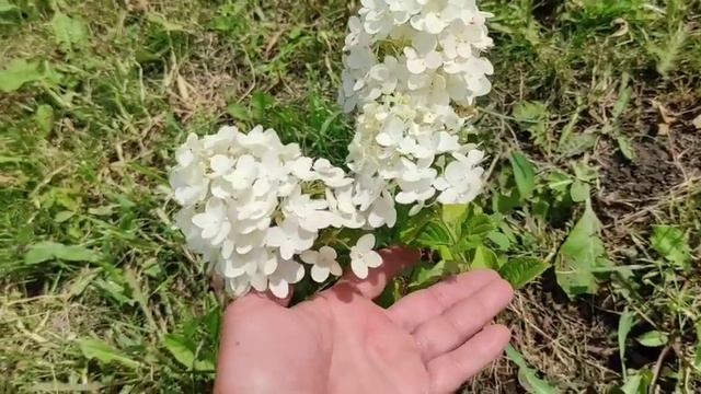 Сорта метельчатых гортензий. Цветение в июле. смотреть онлайн