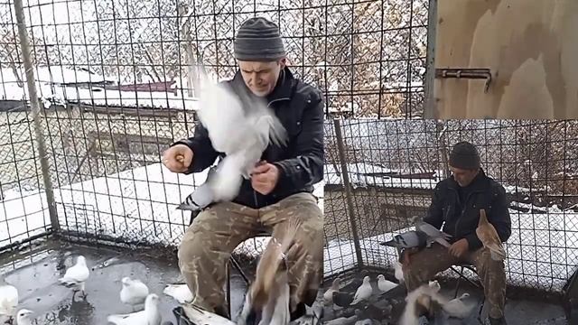 Подкормка старых голубей с рук смотреть онлайн