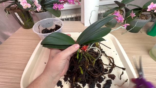 потеряете новые корни орхидей если ОСТАВИТЕ ЭТО В ГОРШКЕ / отделение орхидеи Дасти Бель бабочки смотреть онлайн