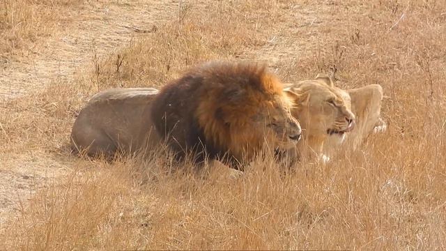 Как лев Алекс ругался со львицей в Тайгане? смотреть онлайн