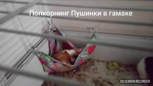 Попкорнинг морской свинки в гамаке)))) смотреть онлайн