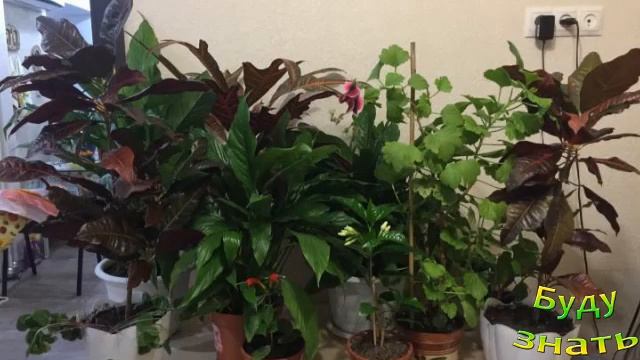 На самом ли деле полезны цветы в горшках и делают ли они воздух чище. Сколько растений нужно дома? смотреть онлайн