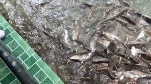 ТАИЛАНД ПХУКЕТ ОЗЕРО