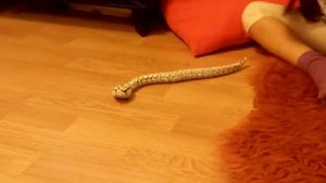 обзор змеи на радиоуправлении