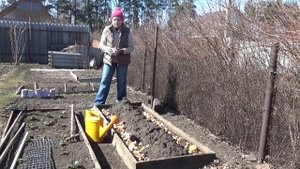 Тёплая грядка для РАННЕГО КАРТОФЕЛЯ. Просто и быстро.