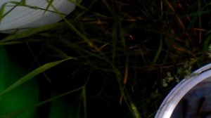 Разведение, выращивание рыбы в бочке!!!????!