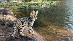 РЕАКЦИЯ СЕРВАЛА НА ВОДУ / На даче с Маурицио